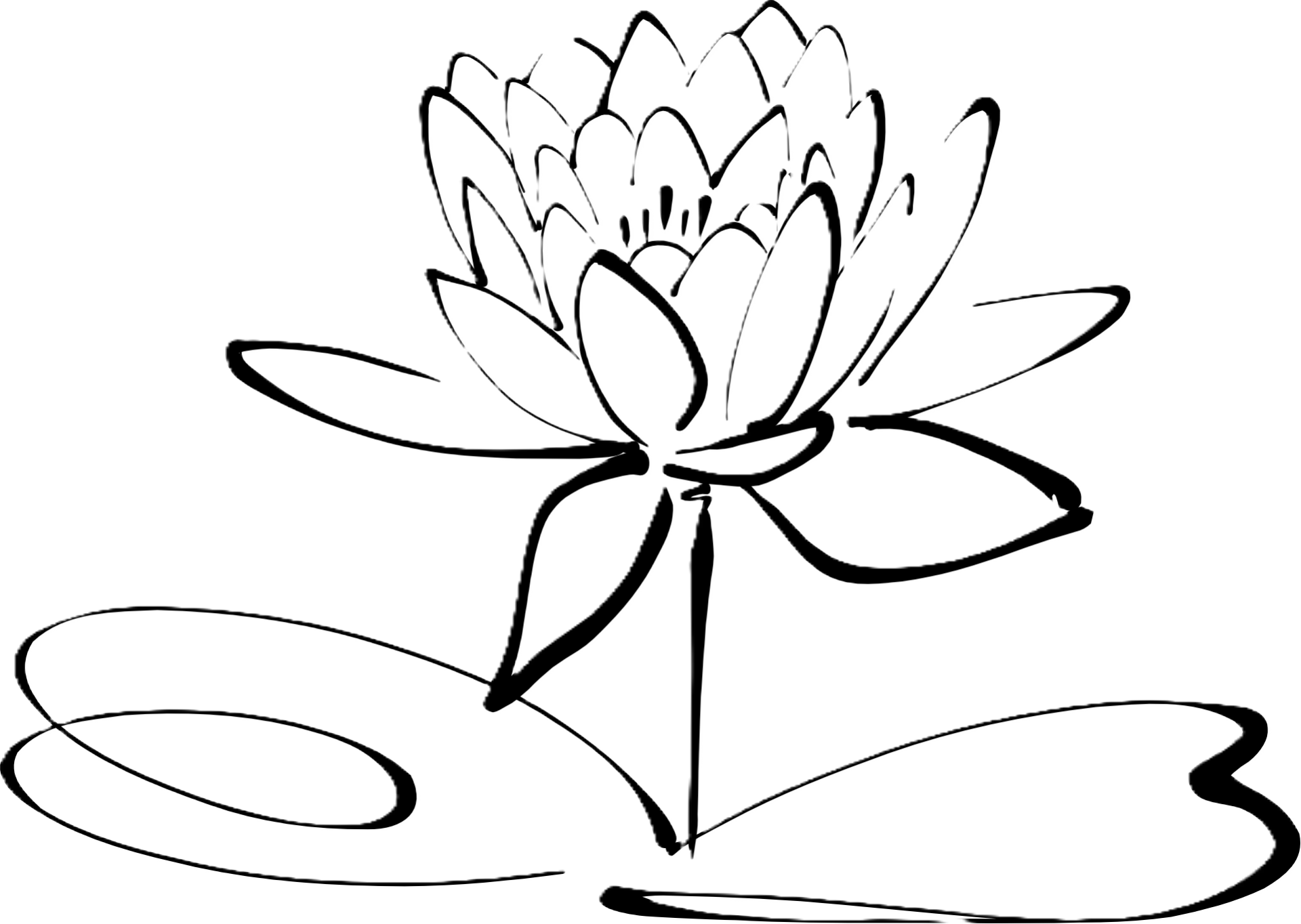 fleur de lotus pixabay