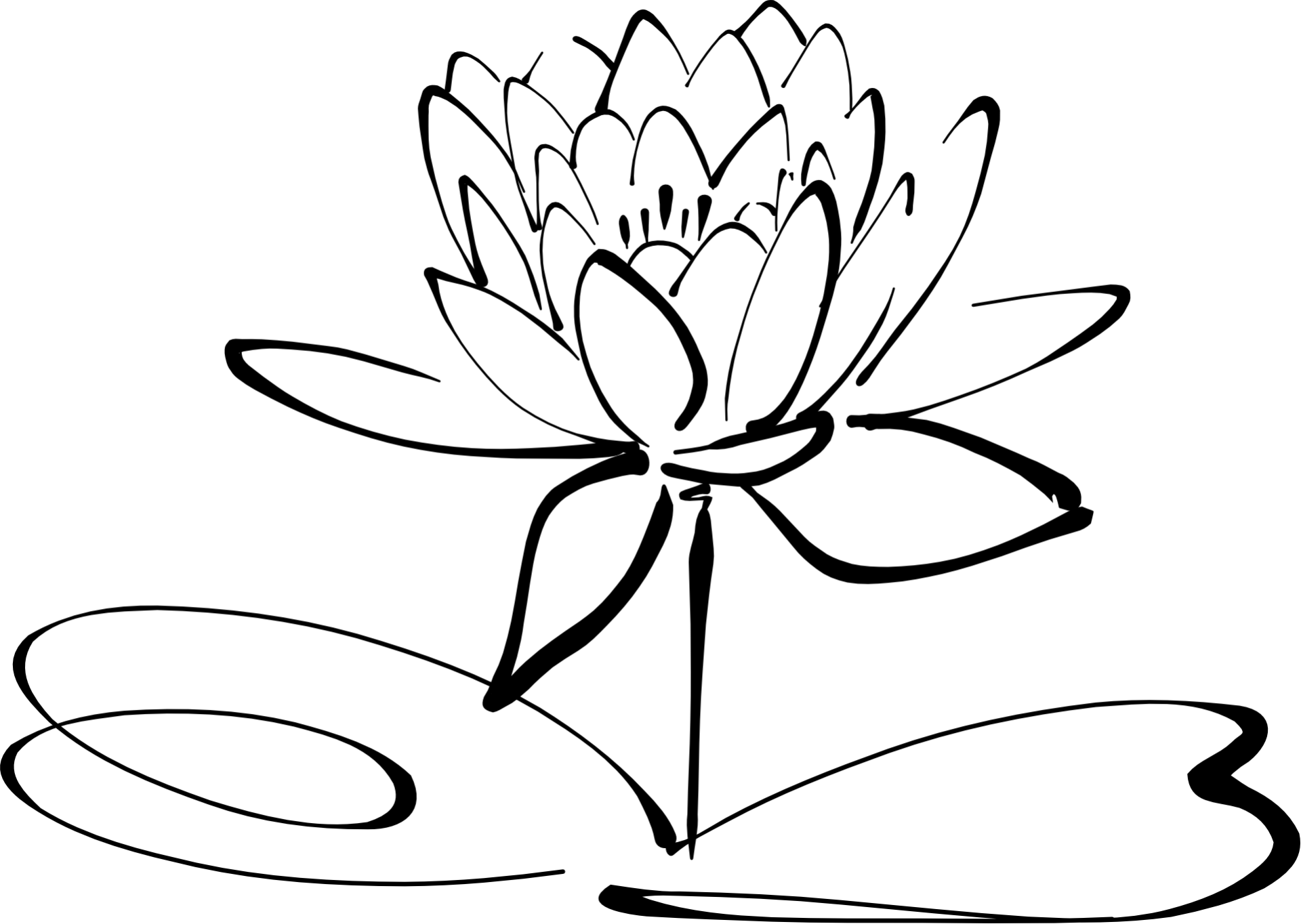 fleur de lotus pixabay